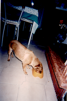 sissi