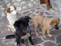 Aufnahmeort: Italien Aufnahmedatum: 2008-01-07 Hundis