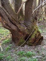 zauberbaum