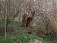 verwunschener baum