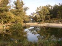donau-auwald