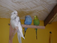 Aufnahmedatum: 2006-08-25 ©Alessandra Julie, Micki e Lucky