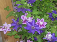 Clematis