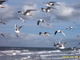 Weit ist das Meer und wundersch