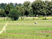 Aufnahmeort: Basel Aufnahmedatum: 2007-06-29 ©by Karolina M. Bild