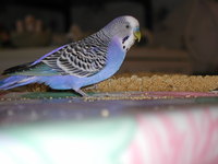 Aufnahmedatum: 2003-11-23 ©Alessandra Paulie