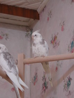 Aufnahmedatum: 2006-01-17 ©Alessandra Julie ;-)