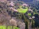 Mandelblüte bei Aigion, Patras
